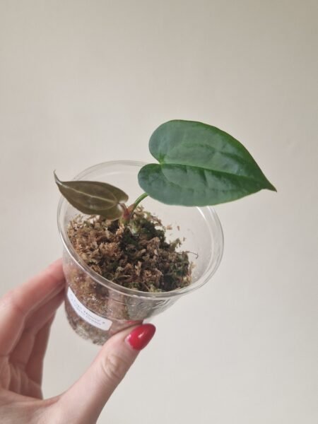 Papillilaminum 'Naomi' x Forgetii Green