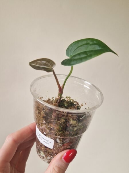 Papillilaminum 'Naomi' x Forgetii Green - Image 3