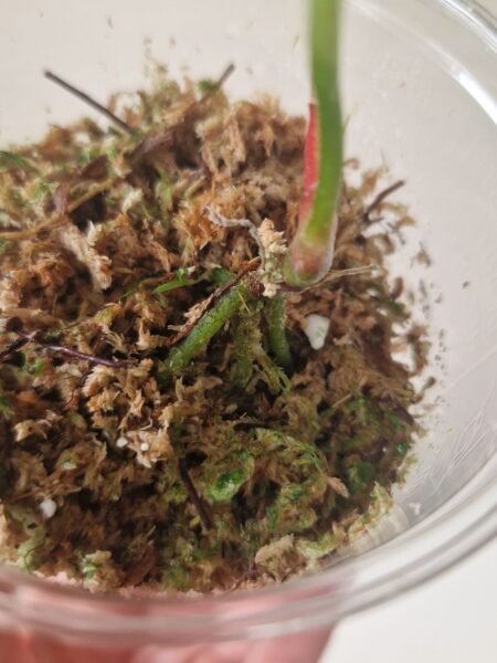 Papillilaminum 'Naomi' x Forgetii Green - Image 5