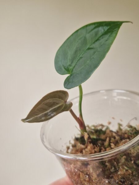 Papillilaminum 'Naomi' x Forgetii Green - Image 2