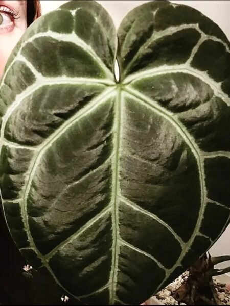 Forgetii x Crystallinum / Dorayaki - Image 6
