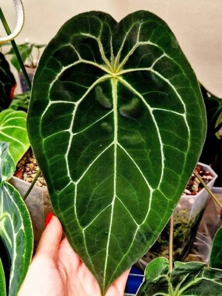 Velvet Mask x x Indo Red Crystallinum x Besseae seedling - Image 2