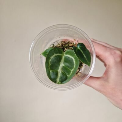 Forgetii x Crystallinum / Dorayaki