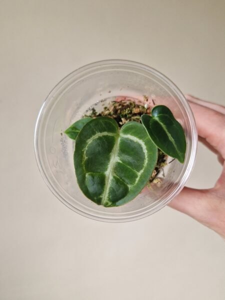 Forgetii x Crystallinum / Dorayaki