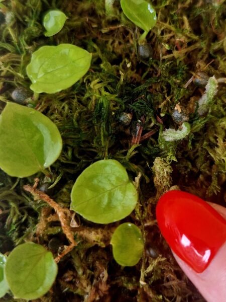 Red NOID x Besseae Aff - Image 4