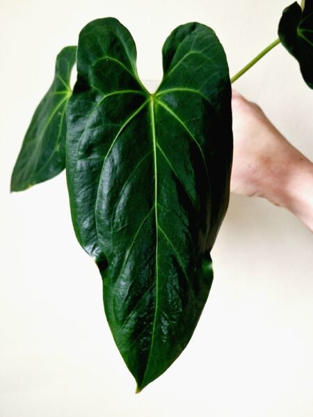 Papi FS x Dressleri x Papi FS - Image 10