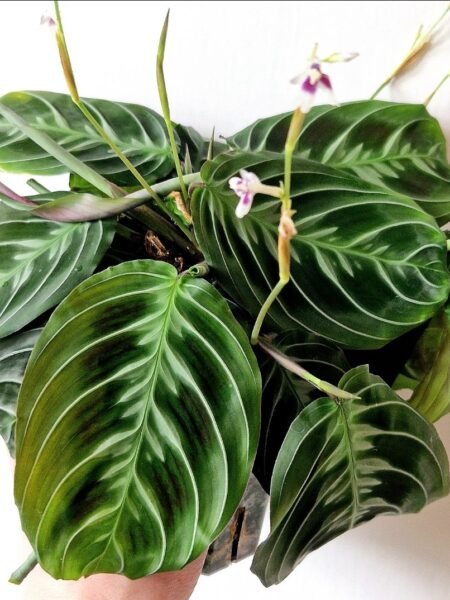 Maranta Massangeana Leuconeura NOID a.k.a 'Cat Moustache' - Image 7