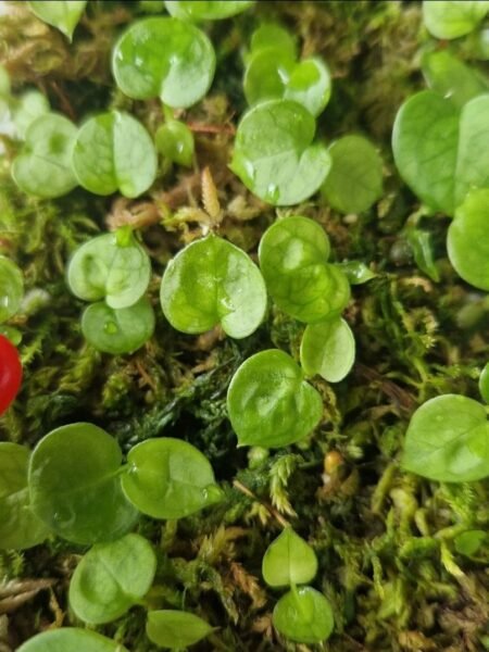 2 x Hybrid Seedlings - Image 6