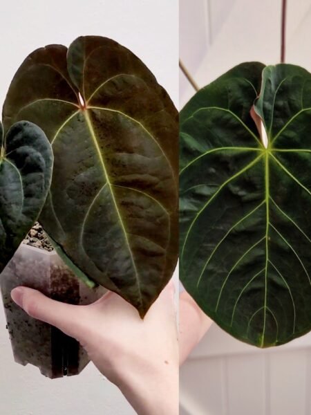 Complex NOID x Dressleri