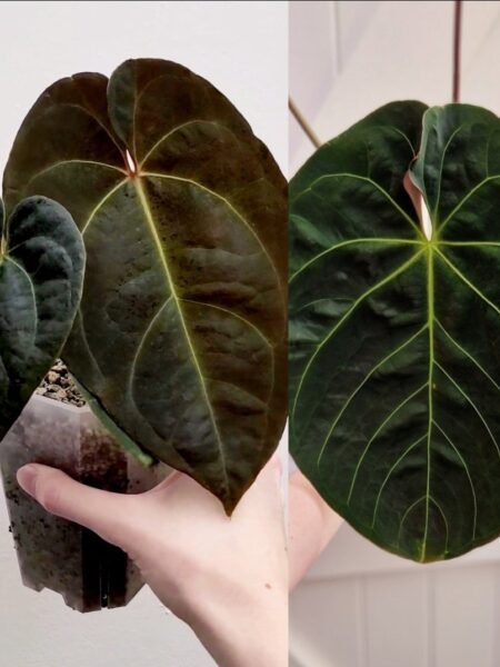 2 x Hybrid Seedlings - Image 4