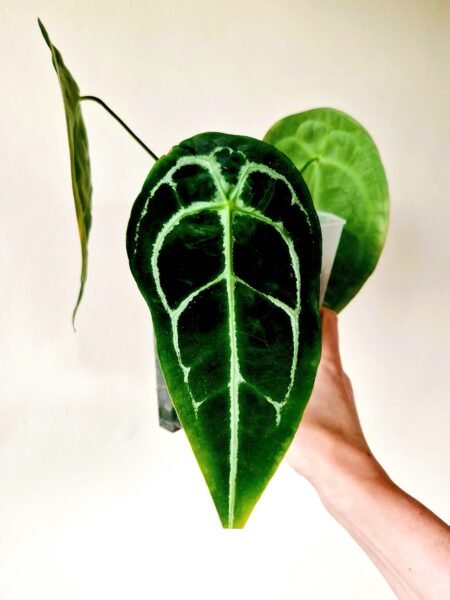 Anthurium Forgetii 'narrow' chonk