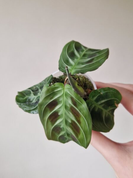 Maranta Massangeana Leuconeura NOID a.k.a 'Cat Moustache' - Image 2