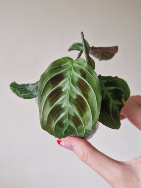 Maranta Massangeana Leuconeura NOID a.k.a 'Cat Moustache'