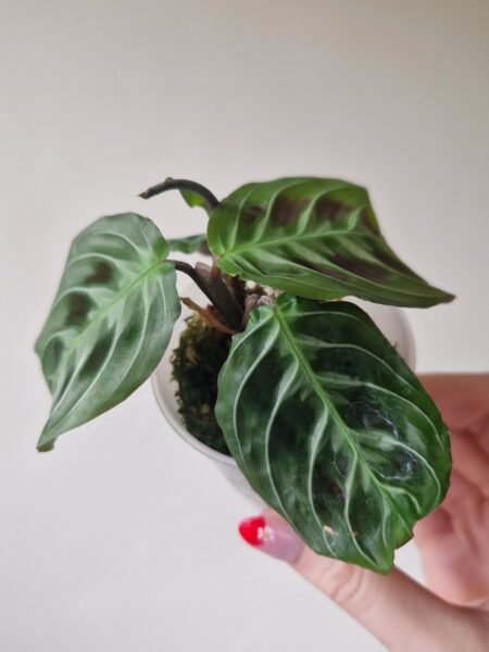 Maranta Massangeana Leuconeura NOID a.k.a 'Cat Moustache' - Image 3