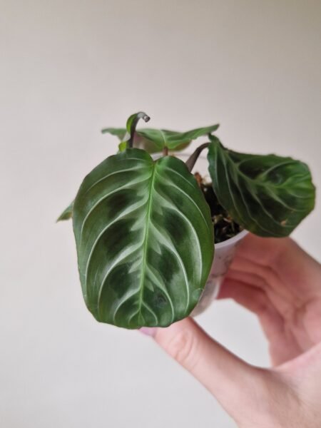 Maranta Massangeana Leuconeura NOID a.k.a 'Cat Moustache' - Image 4