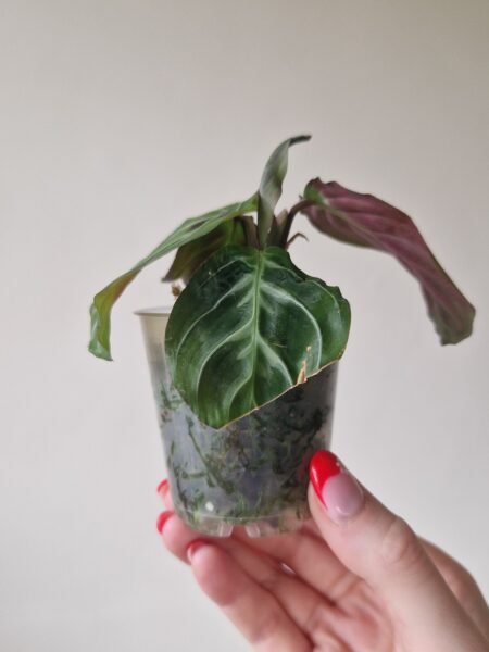 Maranta Massangeana Leuconeura NOID a.k.a 'Cat Moustache' - Image 5