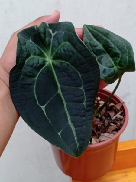 Forgetii x Dressleri x Red Crystallinum x Besseae seedling - Image 2