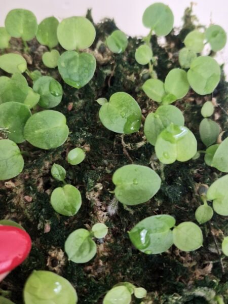 Forgetii x Dressleri x Red Crystallinum x Besseae seedling - Image 4