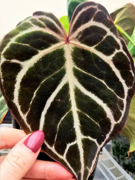 Forgetii x Dressleri x Red Crystallinum x Besseae seedling - Image 5