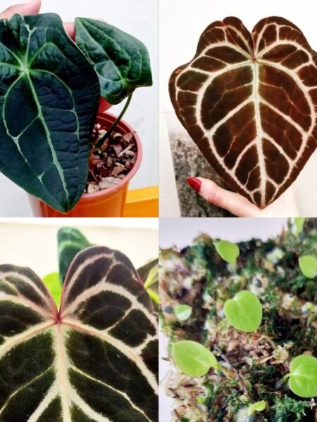 Forgetii x Dressleri x Red Crystallinum x Besseae seedling