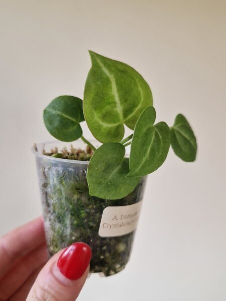 Dorayaki x Crystallinum Silver - Image 2
