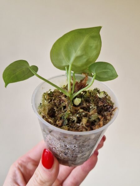 Dorayaki x Crystallinum Silver - Image 4