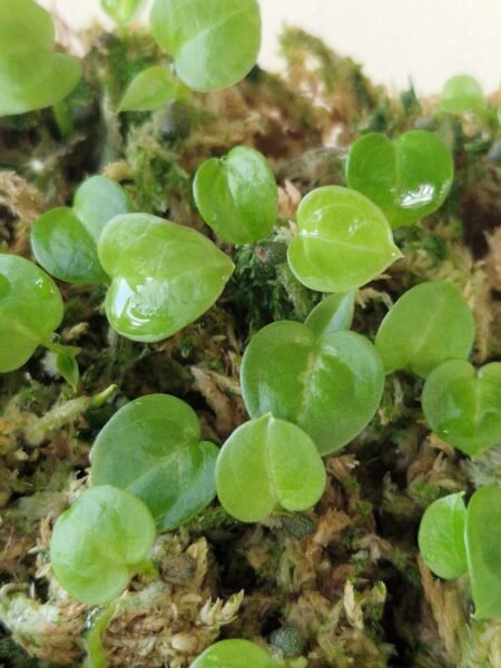 2 x Dorayaki x Forgetii x seedlings - Image 2
