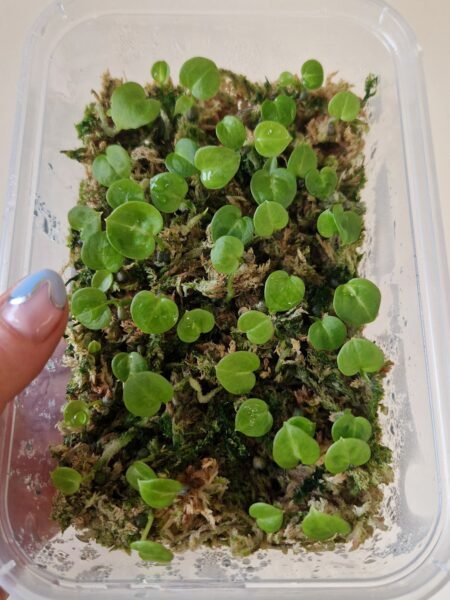 2 x Dorayaki x Forgetii x seedlings - Image 3