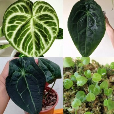 2 x Dorayaki x Forgetii x seedlings