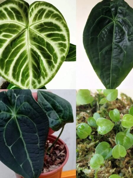 2 x Dorayaki x Forgetii x seedlings