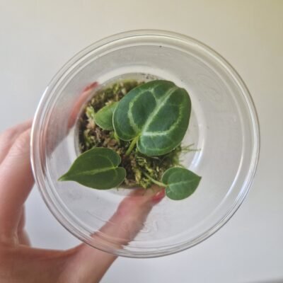 Forgetii x Crystallinum / Dorayaki