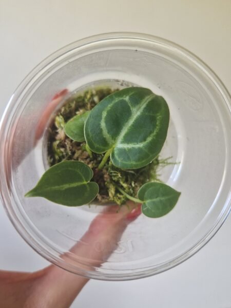 Forgetii x Crystallinum / Dorayaki