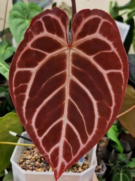 Velvet Mask x x Indo Red Crystallinum x Besseae seedling - Image 5