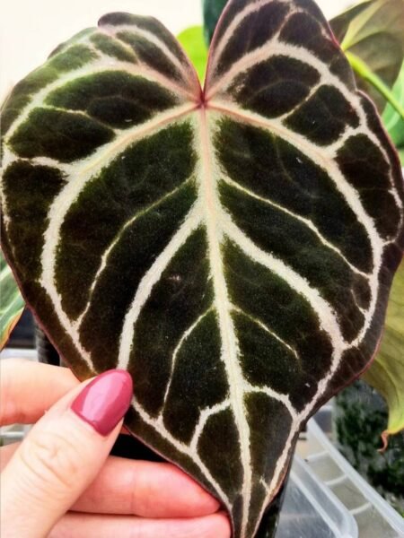 Velvet Mask x x Indo Red Crystallinum x Besseae seedling - Image 4
