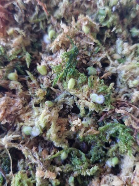 Velvet Mask x x Indo Red Crystallinum x Besseae seedling - Image 6