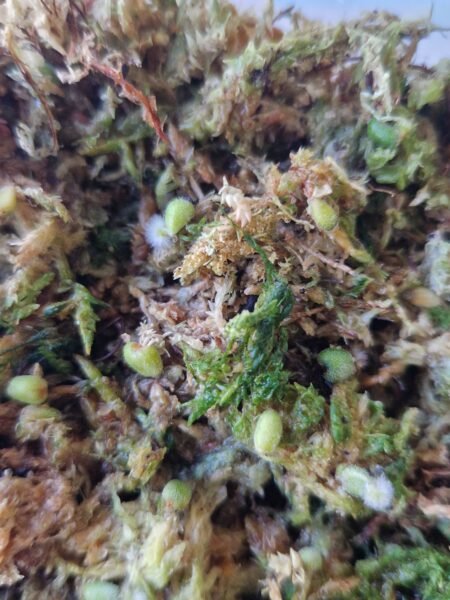 Velvet Mask x x Indo Red Crystallinum x Besseae seedling - Image 7