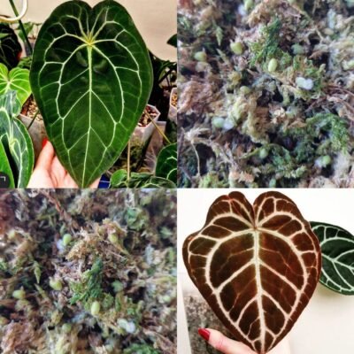 2 x Velvet Mask x x Indo Red Crystallinum x Besseae seeds