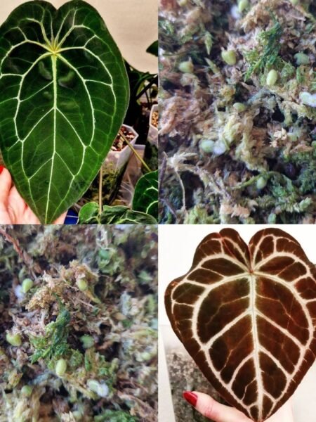 Velvet Mask x x Indo Red Crystallinum x Besseae seedling