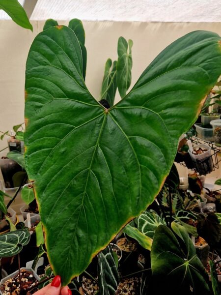 Anthurium Salgarense 'Aff' - Image 6