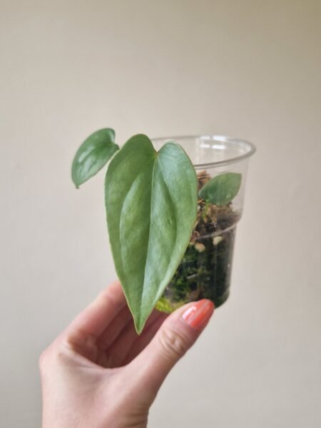 Anthurium Salgarense 'Aff' - Image 2