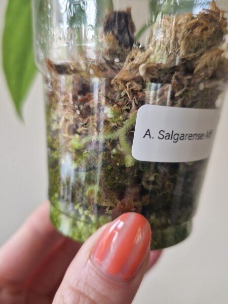 Anthurium Salgarense 'Aff' - Image 4