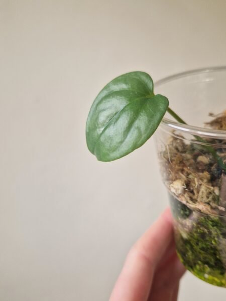 Anthurium Salgarense 'Aff' - Image 3