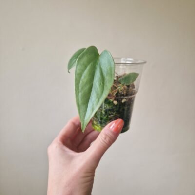 Anthurium Salgarense 'Aff'