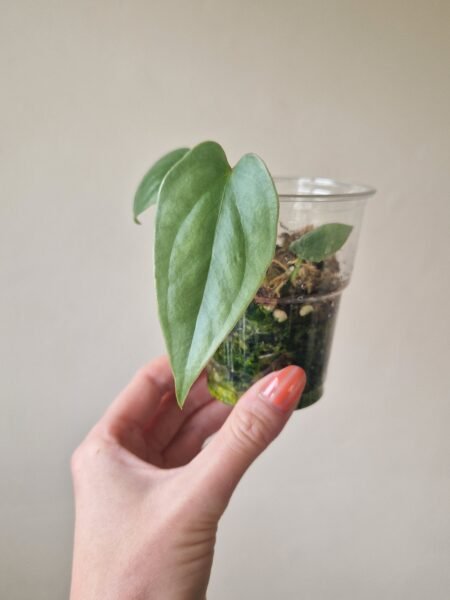Anthurium Salgarense 'Aff'