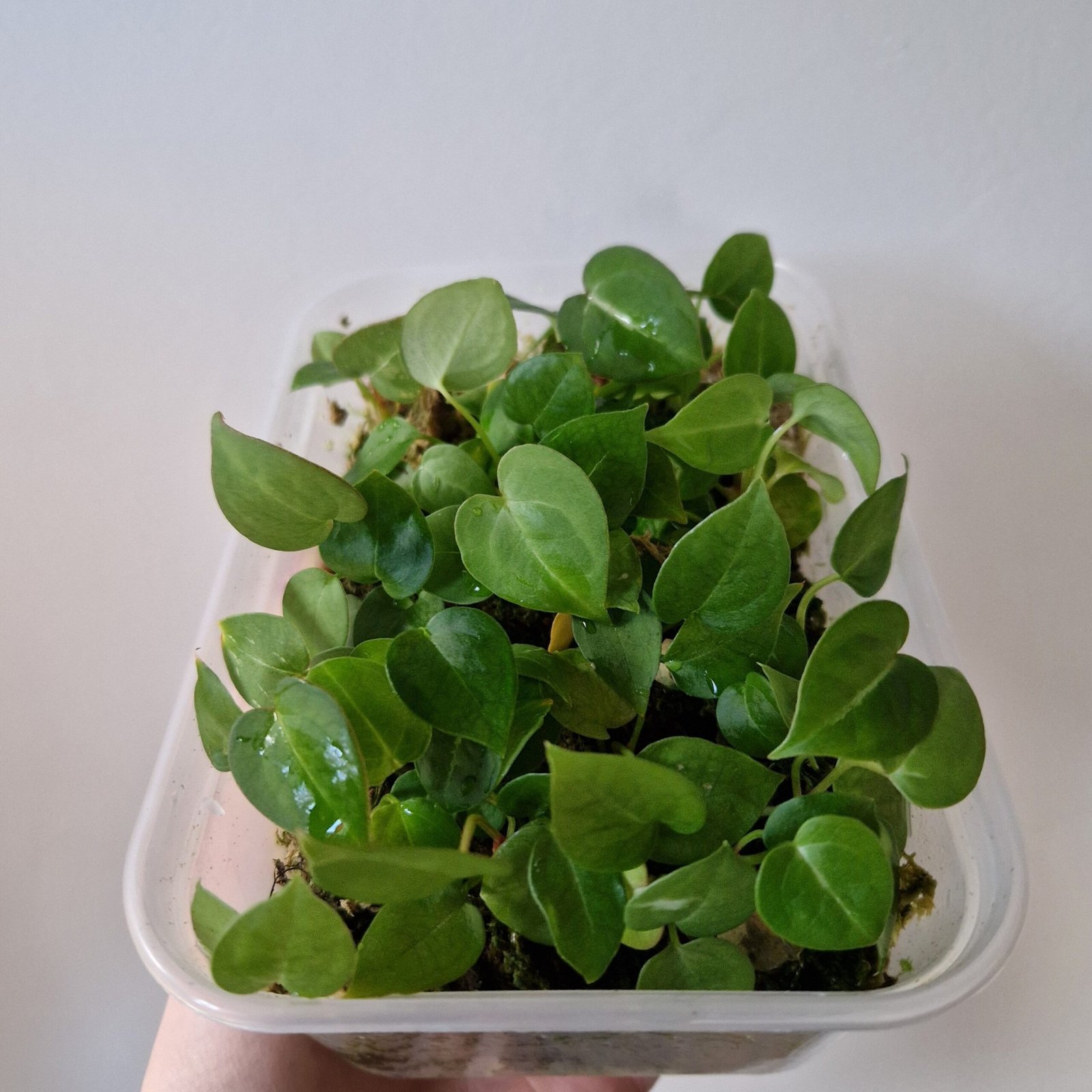 Velvet Mask x x Indo Red Crystallinum x Besseae seedling - Image 6