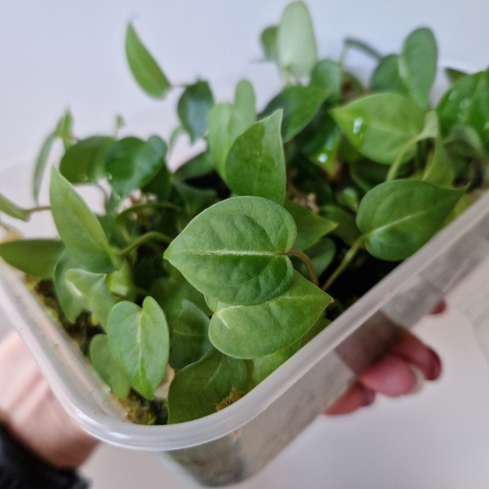 Velvet Mask x x Indo Red Crystallinum x Besseae seedling - Image 7