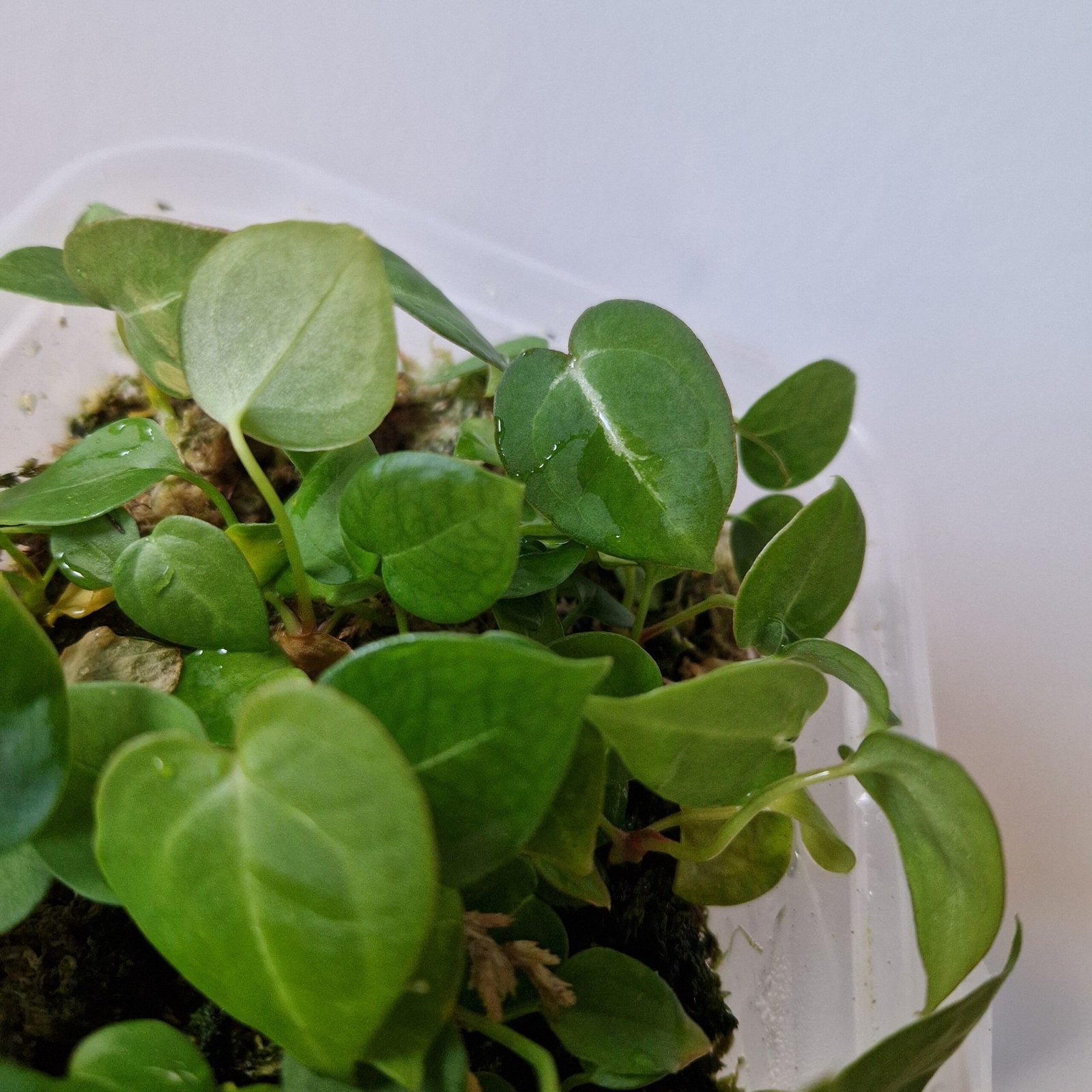 Velvet Mask x x Indo Red Crystallinum x Besseae seedling - Image 9