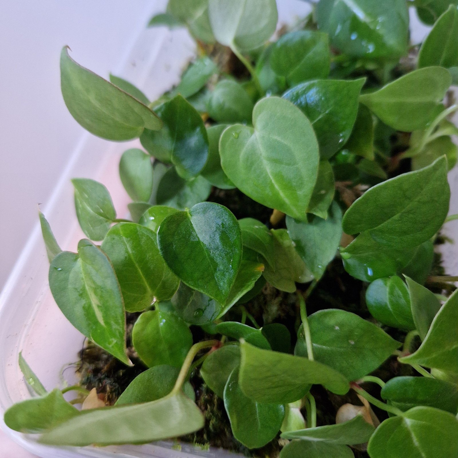 Velvet Mask x x Indo Red Crystallinum x Besseae seedling - Image 8