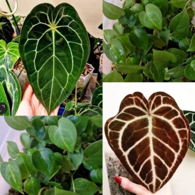 Velvet Mask x x Indo Red Crystallinum x Besseae seedling