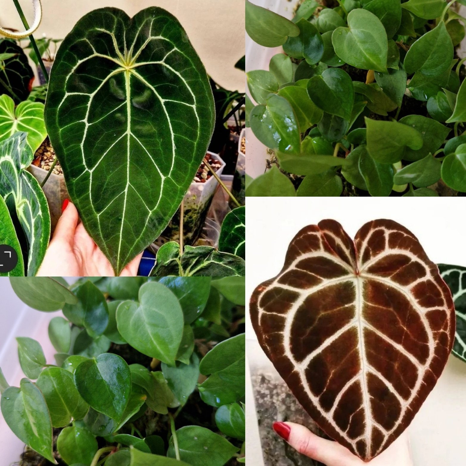 Velvet Mask x x Indo Red Crystallinum x Besseae seedling